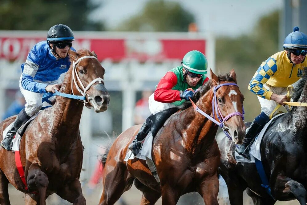 Майкопский ипподром. Краснодар беговая улица 11 ипподром. Ипподром винсент. Скачки ипподром краснодар. Ипподром краснодар.