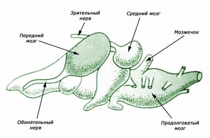 Развитие мозжечка у земноводных. Строение мозга амфибий. Нервная система земноводны. Нервная система земноводных. Нервная система амфибий.