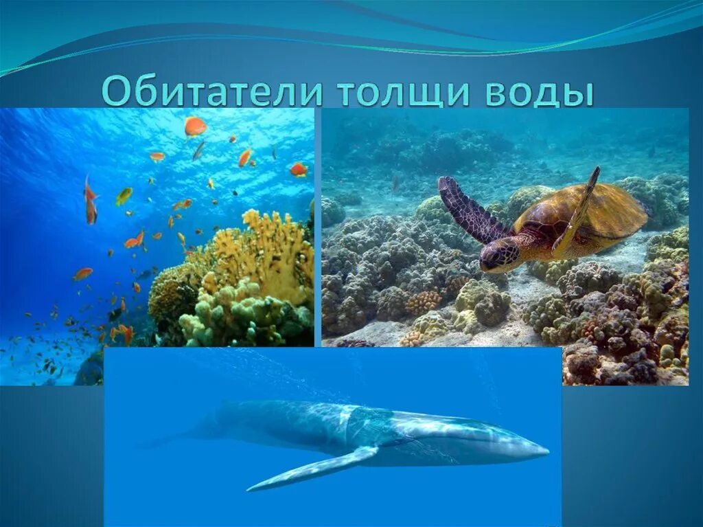 Сообщество толщи воды