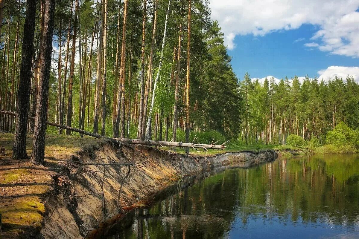 Рязанская мещера. Национальный парк Мещера Рязанская область. Национальный парк Мещера Гусь-Хрустальный. Парк Мещера Гусь Хрустальный. Национальный парк Мещёра во Владимирской области.