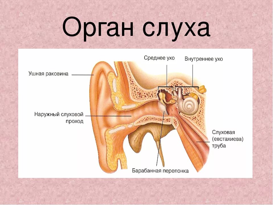 Из каких отделов состоит ухо. Орган слуха анатомия уха строение. Орган слуха наружное ухо среднее ухо внутреннее ухо. Строение уха человека отделы. Наружное среднее и внутреннее ухо схема.