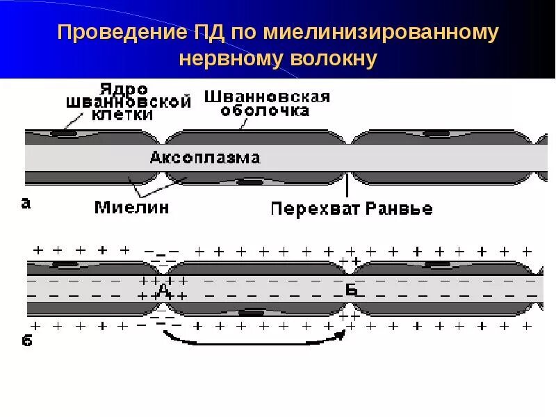 Нервные волокна скорость передачи импульса. 25. Миелиновое нервное волокно на продольном срезе. По каким нервным волокнам. Распространение местных токов по безмиелиновому волокну.