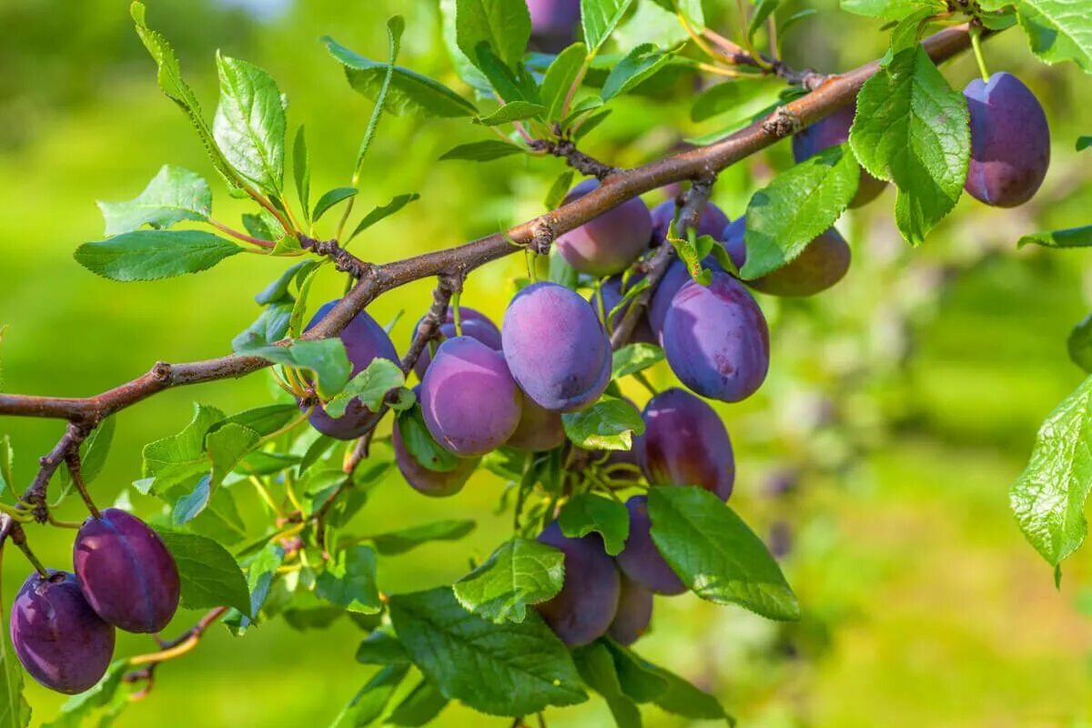 Ветки фруктовых деревьев. Слива домашняя (Prunus domestica l.). Алыча ягода. Слива Окская.