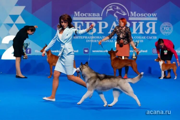 Мужик с собакой в крокусе. Крокус Сити Экспо выставки собак. Крокус Сити Холл выставка собак. Евразия Москва для собак. Выставка собак в Крокус Экспо булли.