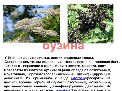 Бузина польза и вред