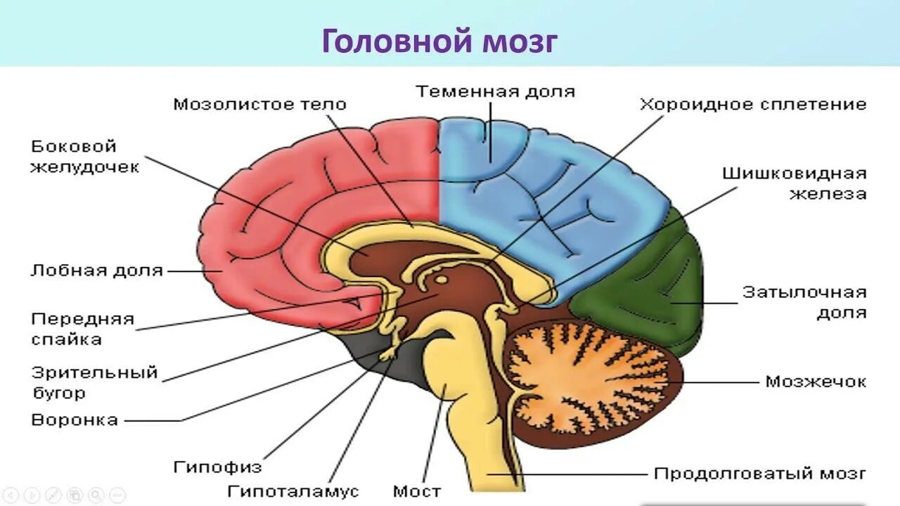 Головной мозг урок 8 класс. Структура мозга человека. Мозг биология. ЦНС головной мозг анатомия. Структура человеческого мозга.