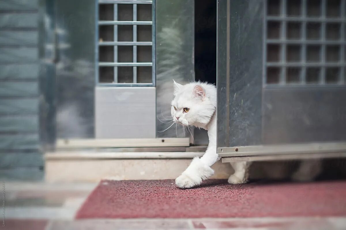 Кот ушел из дома весной. Кот сбегает из дома. Кошка убежала из дома. Кошка выбегает из дома. Выбегает из дома.