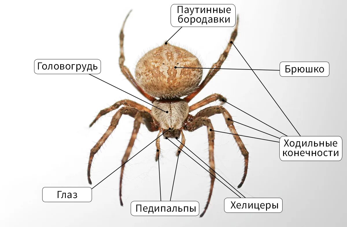крестовик внешнее строение. внешнее строение паука крестовика. класс паукообразные строение паука. схема внутреннего строения паука крестовика. крестовик внешнее строение.