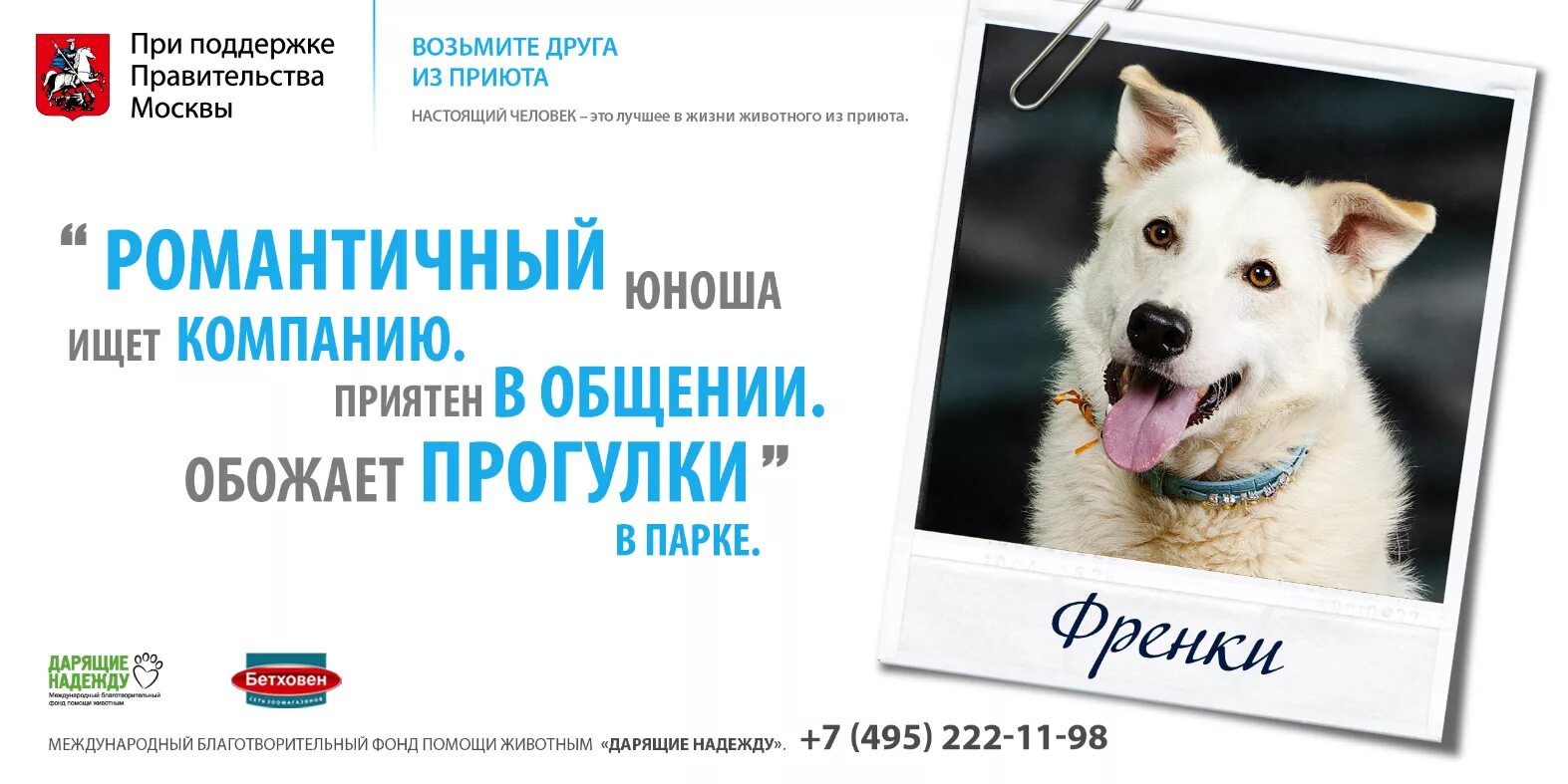 Реклама бездомных животных. Социальная реклама животные из приюта. Социальный плакат собака из приюта. Социальная реклама приюта для животных. Реклама бездомных животных.
