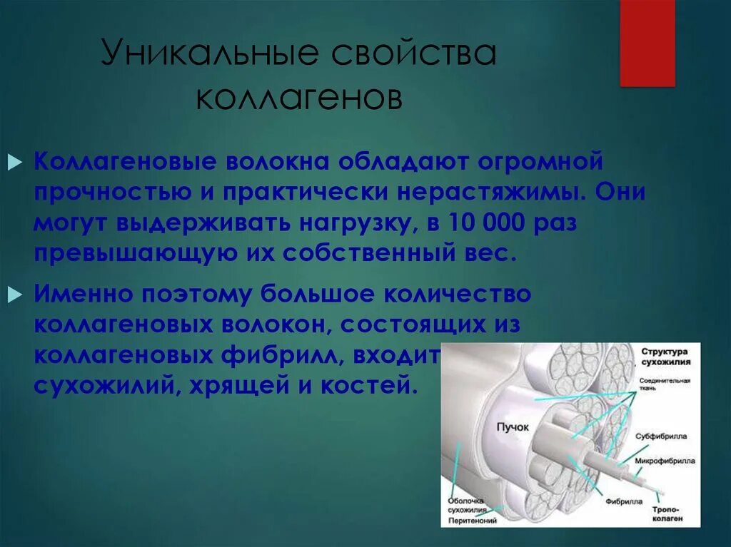 Свойства коллагеновых волокон. Характеристики коллагенового волокна. Признаки коллагеновых волокон. Свойства коллагена.