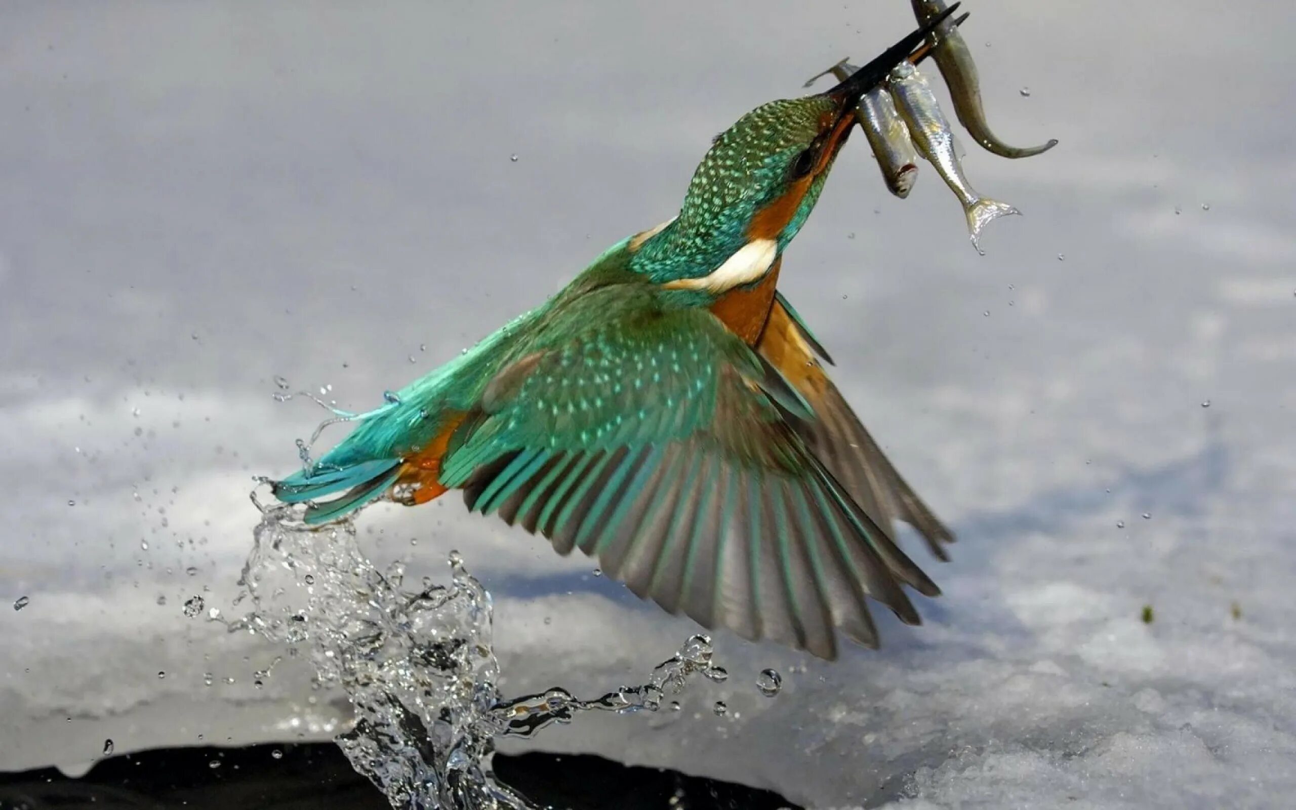 Рыбы птицы высоко. Птица рыболов. Птицы на воде. Птица с цветными крыльями.