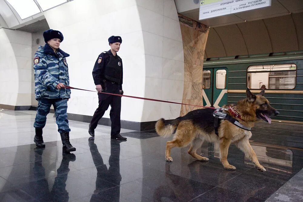 Кинолог с собакой в крокусе. Кинологи транспортной полиции. Полицейский с собакой. Собаки кинологической службы.