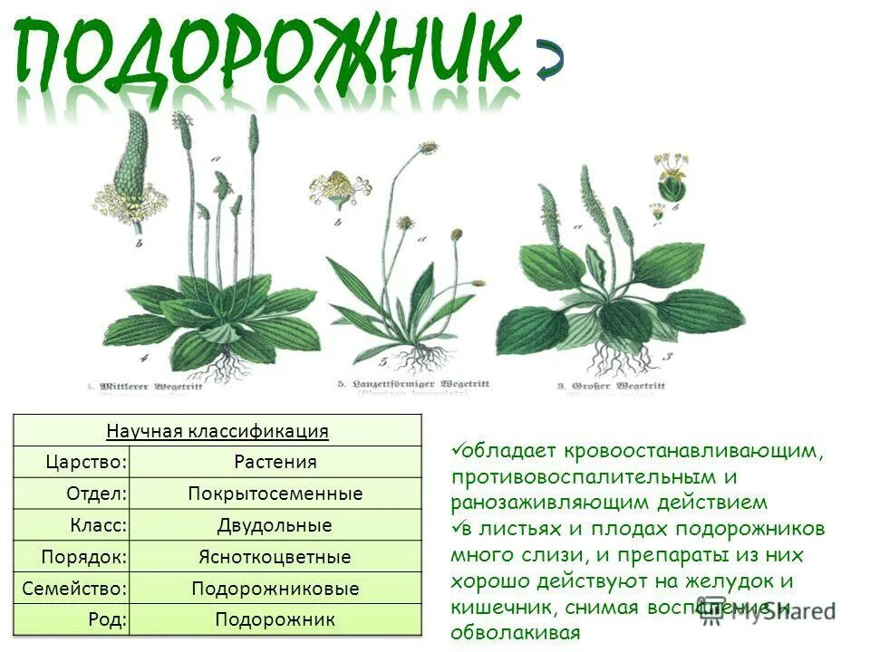 Подорожник описание листа