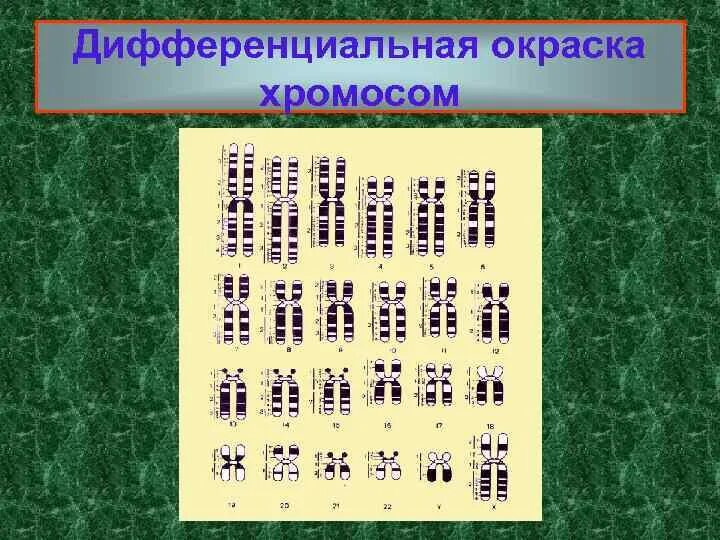 Изменение окраски хромосом. Методы дифференциальной окраски хромосом. Дифференциальное окрашивание хромосом. Методы дифференциального окрашивания хромосом. Дифференциальная окраска хромосом.