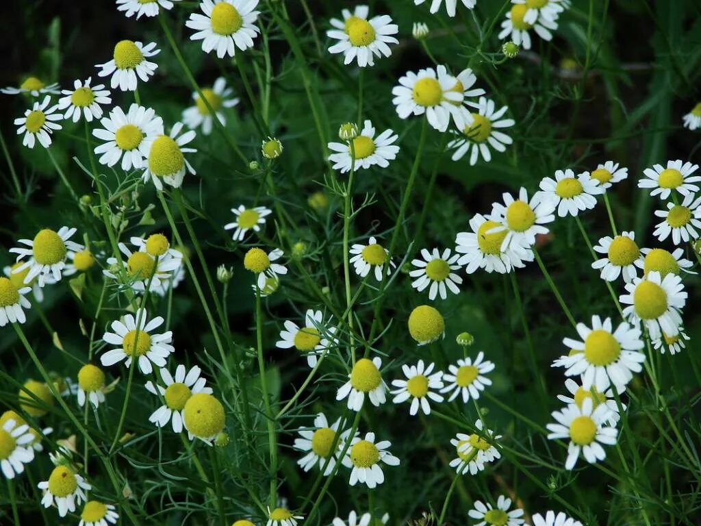 Ромашка аптечная (Matricaria Chamomilla). Ромашка аптечная – Chamomilla recutita. Matricaria recutita – Ромашка аптечная,. Цветок матрикария Хамомилла. Ромашки лекарственной цветки