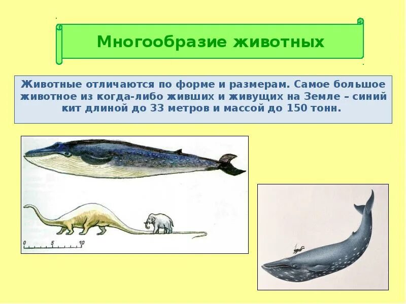 Гигантский кальмар architeuthis. Самое большое существо жившее. Голубой кит с китенком. Морские динозавры. Самые большие животные морские.