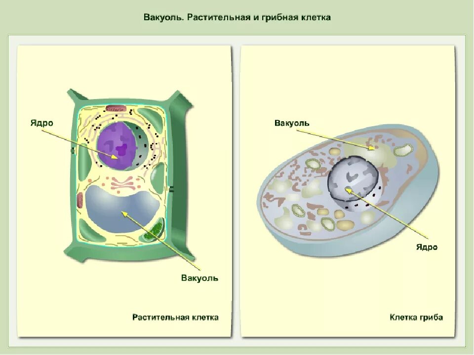 Крупная вакуоль растительной