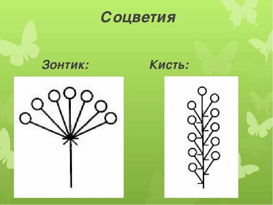 Соцветие зонтик. Соцветие кисть. Кисть и зонтик сложные соцветия. Схема соцветия кисть. Простой зонтик растения