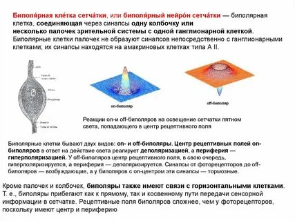 Биполярные клетки сетчатки