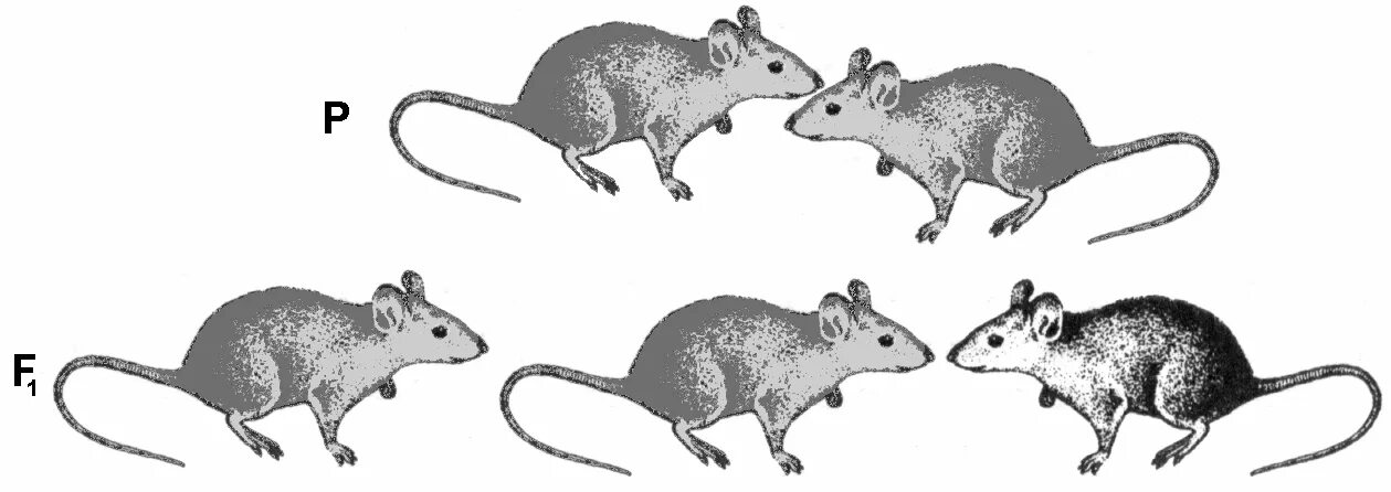 Строение грызунов. Строение крысы. Наследование окраса у мышей. Окраска мышей. Серая крыса строение