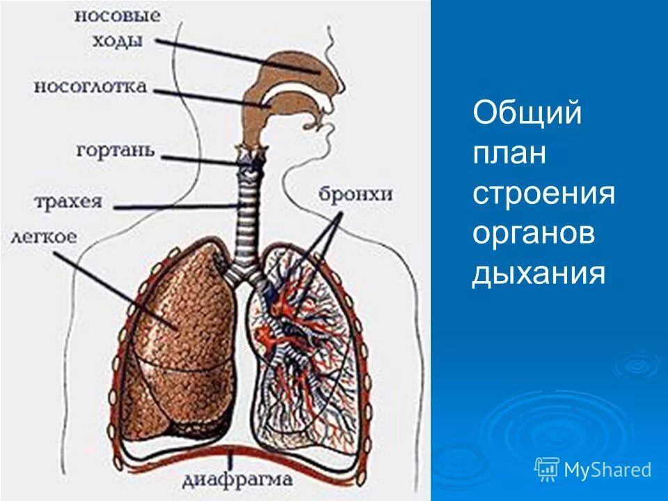Органы обеспечивающие дыхание человека. Строение дыхательной системы человека. Дыхательная система строение и функции органов дыхания. Дыхательная система строение и функции органов дыхания схема. Строение дыхательной системы человека схема с функцией.