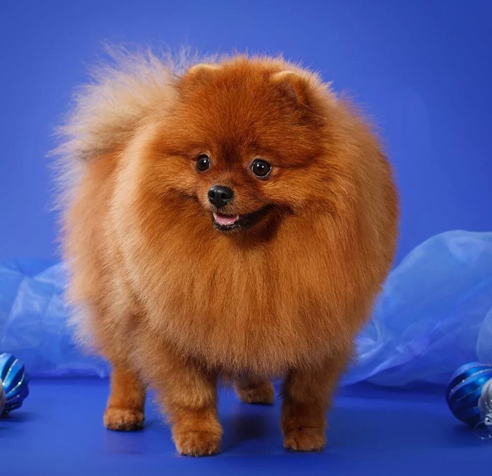 померанский шпиц медвежьего типа. питомник мини шпицев. померанский мини шпиц медвежьего. померанский шпиц мини девочка. померанский шпиц медвежьего типа.
