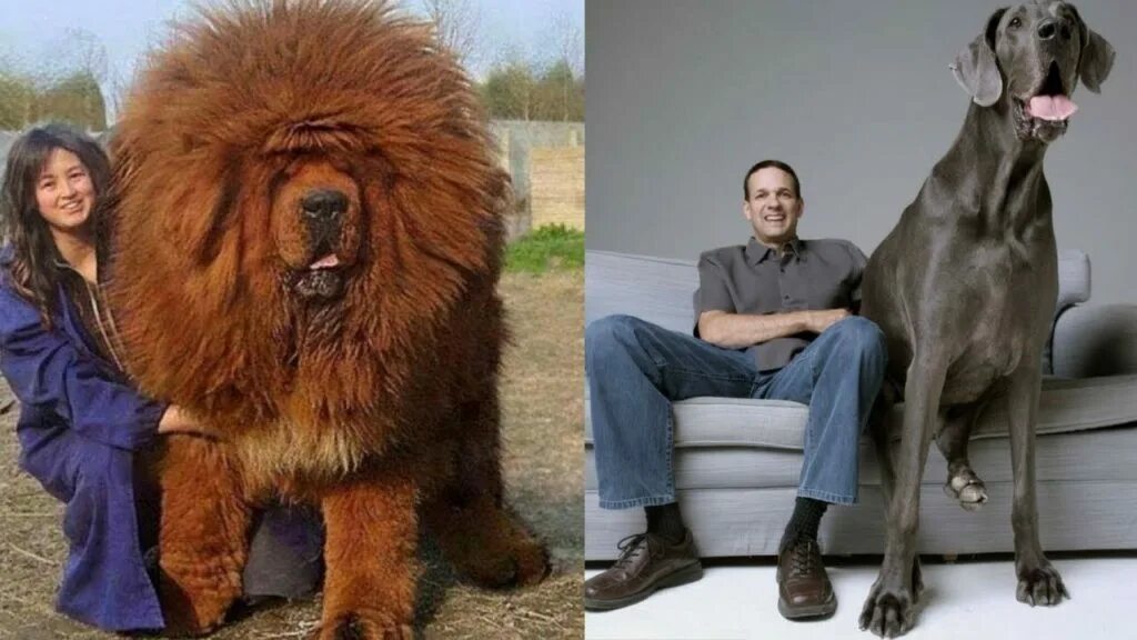 Какая порода самая. Редкие большие собаки. Модные собаки большие. Самые популярные большие собаки. Самые большие собаки на земле.