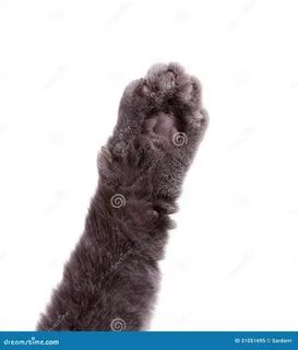 Лапа кота на белом фоне