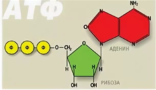 Рисунок аденин рибоза и три остатка фосфорной кислоты. Аденин рибоза три остатка фосфорной кислоты это.