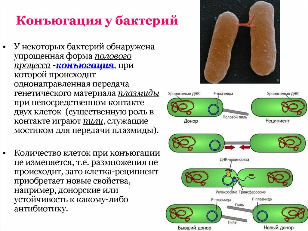 В клетках прокариот днк. Конъюгация плазмид микробиология. Механизм конъюгации у бактерий. Размножение бактерий конъюгация. Способы размножения бактерий половое.