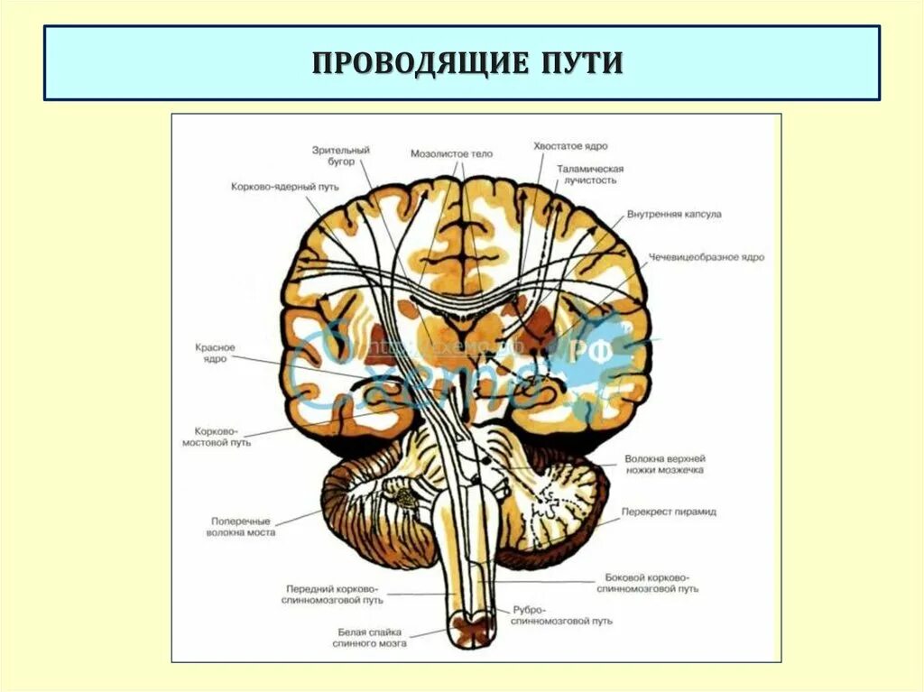 Проводящие пути головного мозга анатомия. Проводящие пути спинного мозга и ствола.. Схема проводящих путей головного мозга. Проводящие пути стволаанатомя. Проведенные на головном мозге