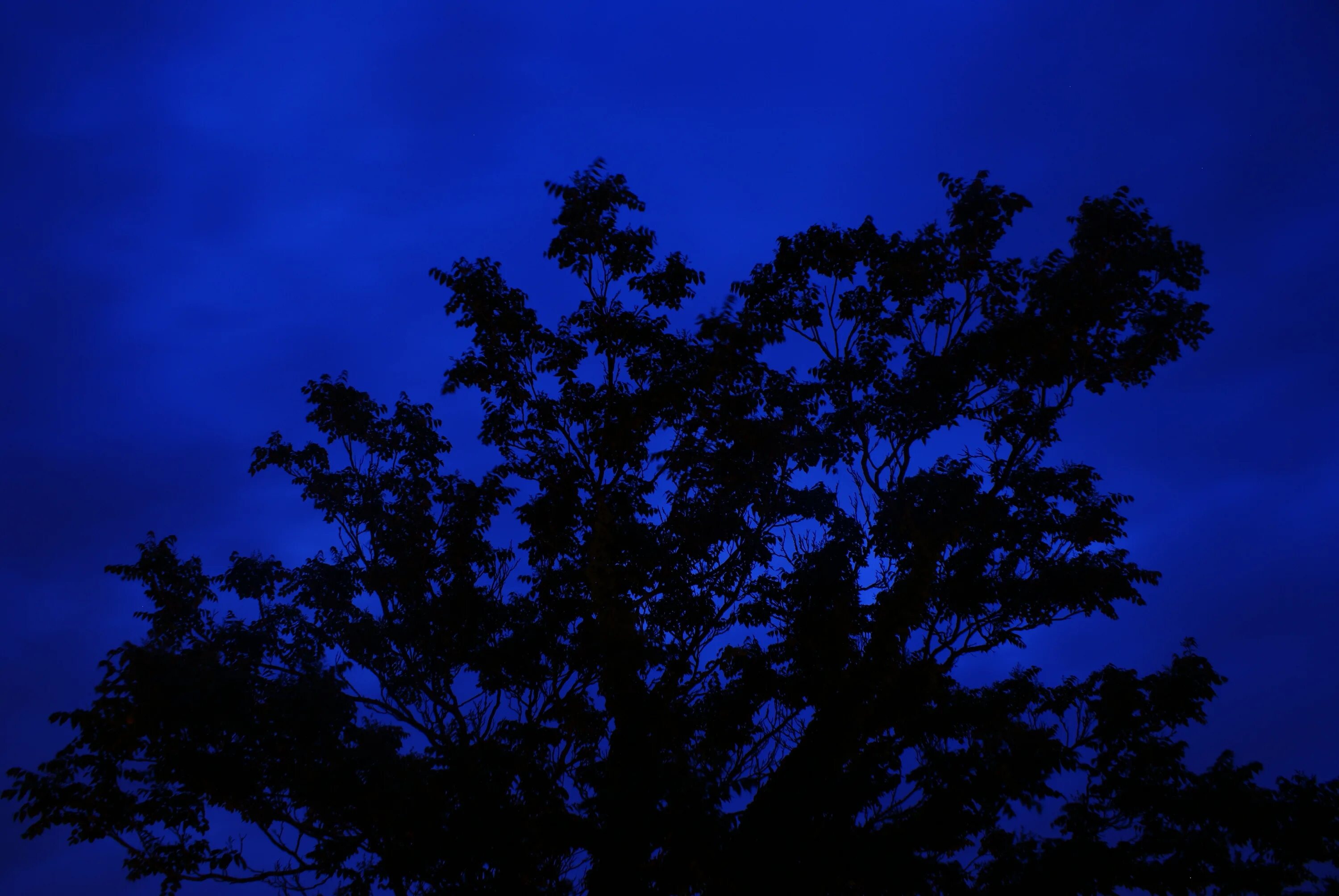 В круг дерева ночи. Силуэт леса. Листва ночью. Силуэт дерева ночью. Силуэт леса ночью.