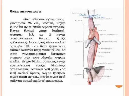 Порно фото спермы писка