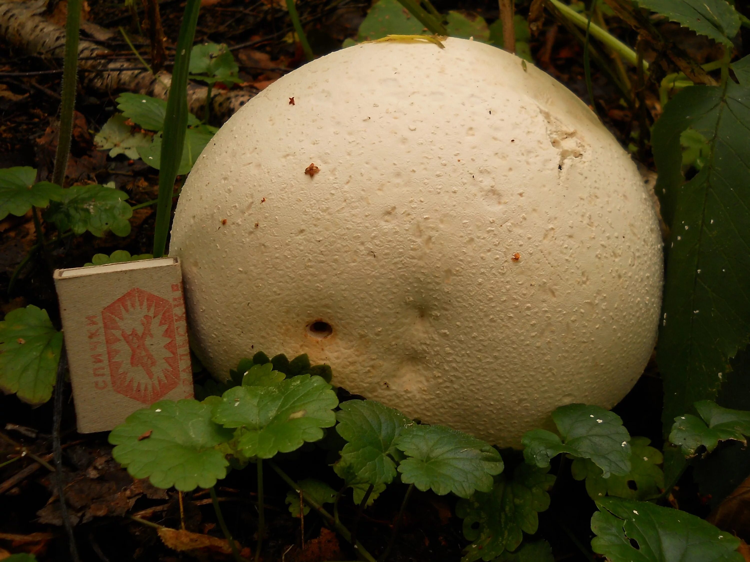 Грибы без воды. Круглый гриб. Белый круглый гриб. Круглый белый гриб без ножки. Огромный круглый гриб.