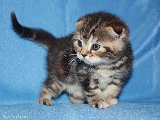 котенок вислоухий месяца шотландский. коты шотландцы вислоухие 1 месяц. котята 1,5 месяца шотландские вислоухие. шотландская вислоухая 5 месяцев. котенок вислоухий месяца шотландский.