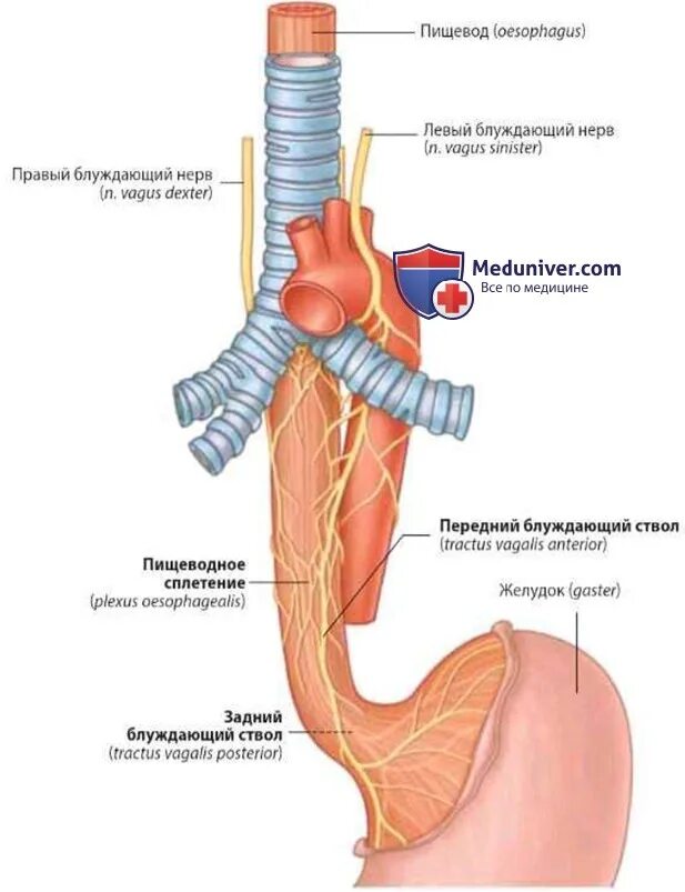 Сосуды пищевода. Блуждающий нерв и пищевод. Нервы пищевода. Блуждающие нервы на пищеводе. Пищеводные ветви блуждающего нерва.