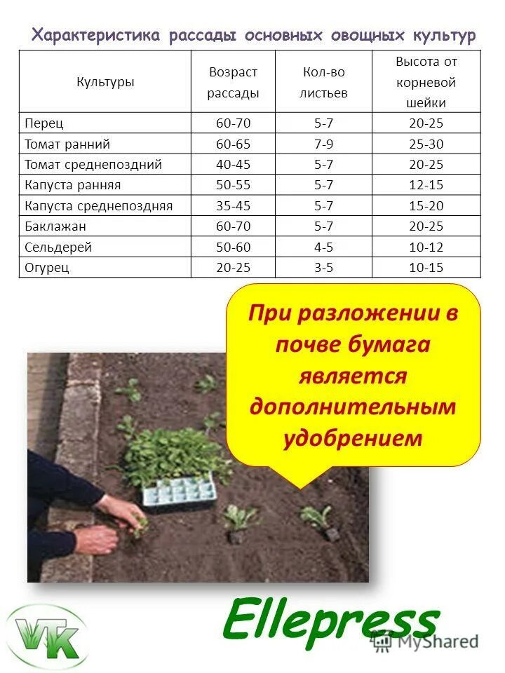 Высота рассады помидор. Возраст рассады. Объем грунта для рассады овощей. Возраст рассады для высадки. Возраст рассады томатов.