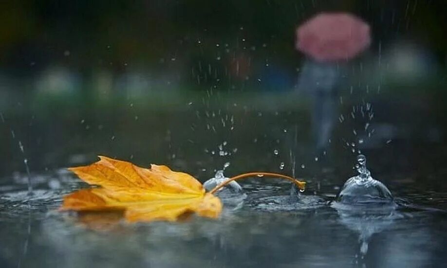 Дождливая осень. Осень дождь. Осенний ливень. Дождливая осень картинки.