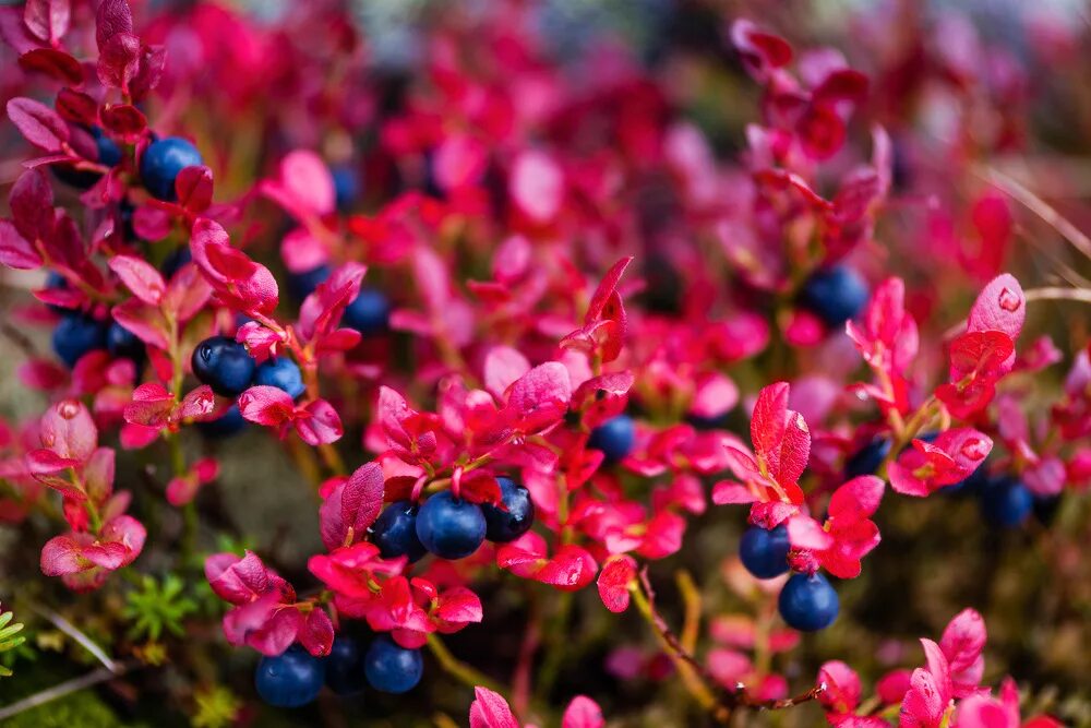 Russian plants. Ягоды Монголии. Северные растения ягоды цветы. Ягоды Кольского полуострова. Синие ягоды.