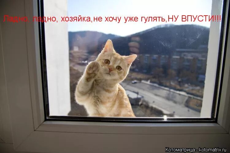 Кошка хочет гулять. Хозяйка Впусти. Пусти котик. Пусти меня пусти. Кот домой пустишь.