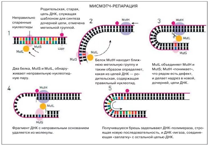 Расплетание цепей днк. Механизмы репарации ДНК схема. Репарация ДНК схема процесса. Эксцизионная репарация механизм. Мисмэтч репарация.