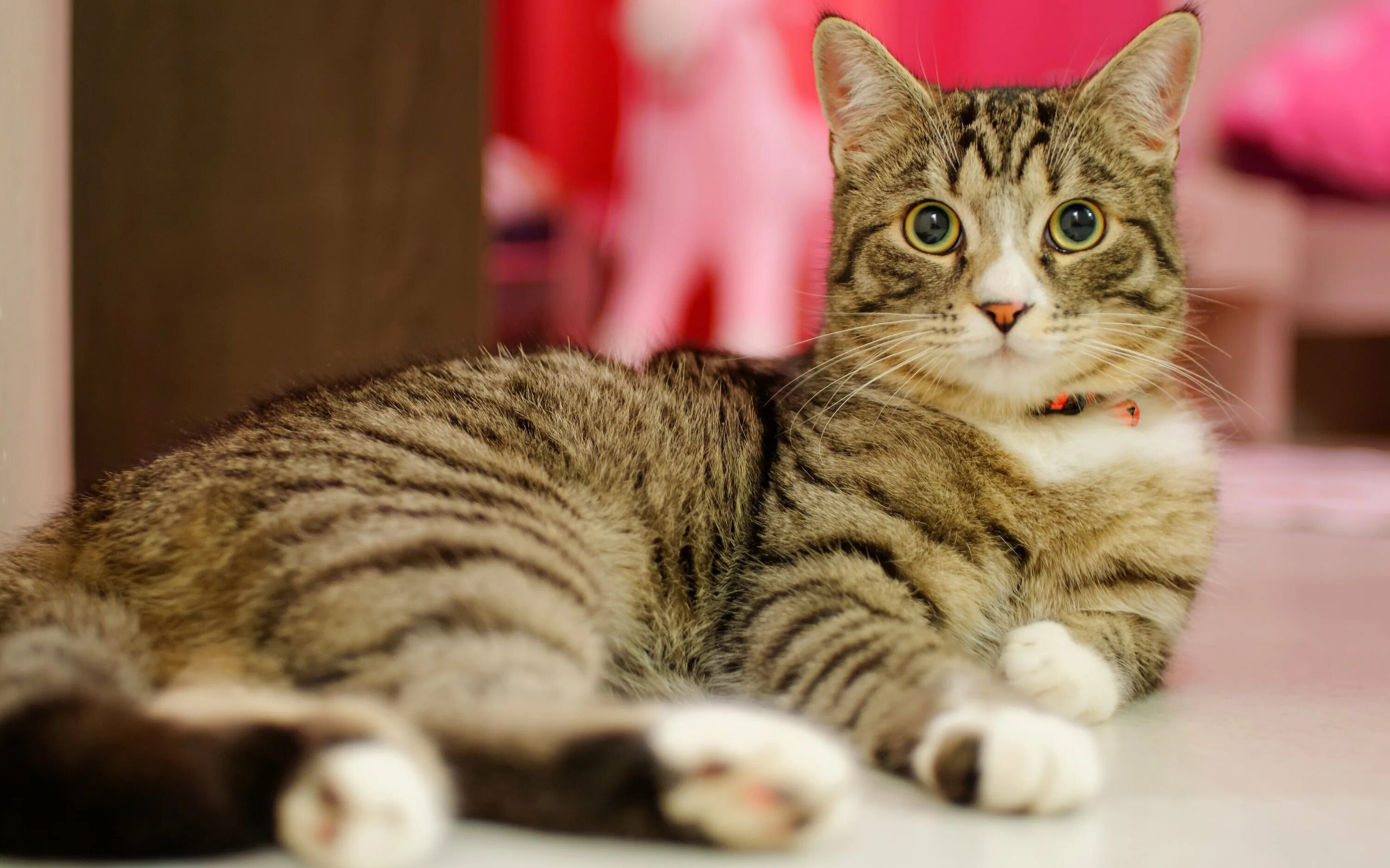 обычная кошка. покажи обычных котиков. покажи обычных котиков. европейская короткошерстная табби. табби макрель.