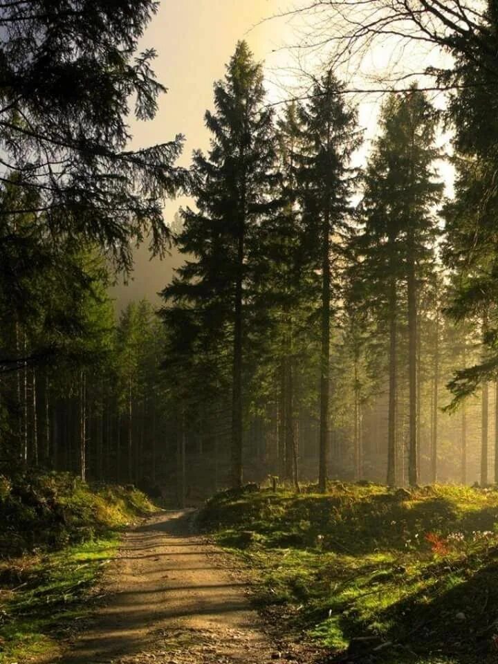 Хвойная тишина. Лесная тропа Соликамский лес. Хвойный лес. Красивый Сосновый лес. Еловый лес.