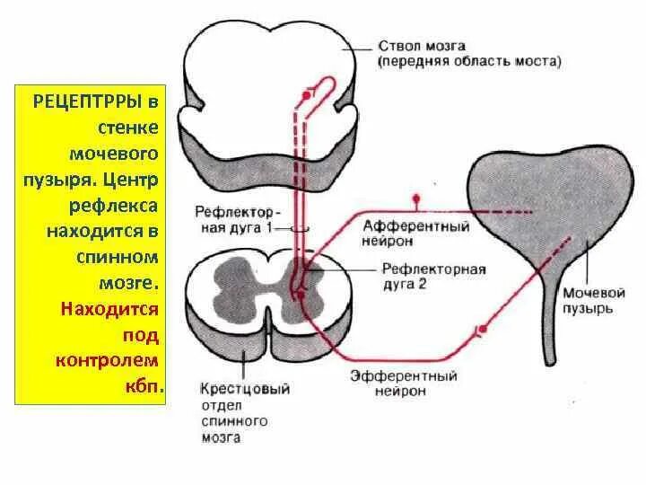 Схема рефлекторной дуги мочеиспускательного рефлекса. Рефлекторная дуга безусловного рефлекса мочеиспускания. Схема рефлекторной дуги контроля мочеиспускательного рефлекса. Рефлекторная дуга безусловного рефлекса мочеиспускания схема. Рефлекторный мочевой