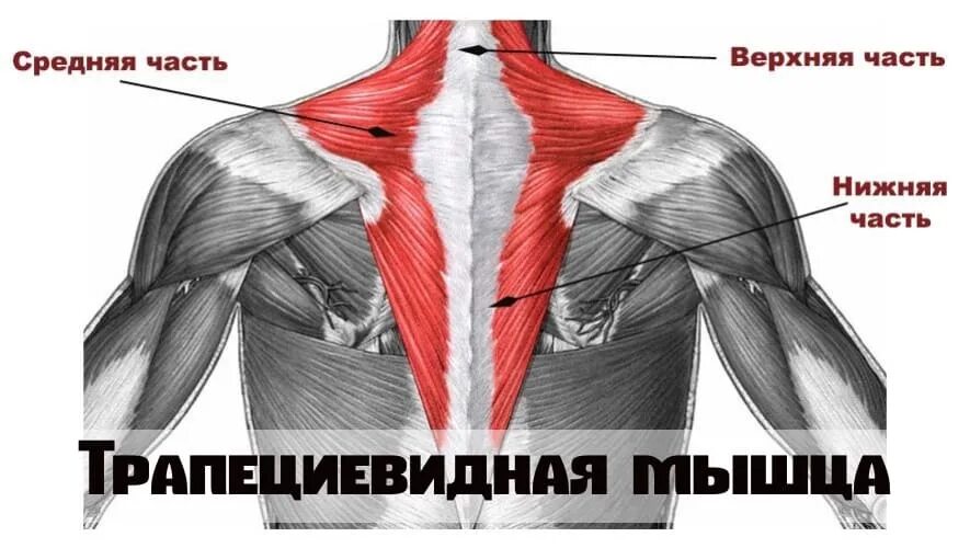 Трапециевидная функция. Верхние волокна трапециевидной мышцы. Мышцы спины трапециевидная мышца верхняя. Трапециевидная мышца (m. Trapezius). Трапециевидные мышцы верхняя средняя нижняя.