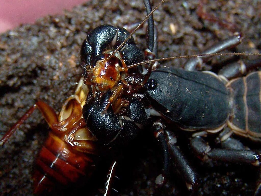 отряд телифоны (uropygi). Mastigoproctus giganteus. отряд телифоны (uropygi). отряд телифоны (uropygi). Thelyphonus pumhomii.