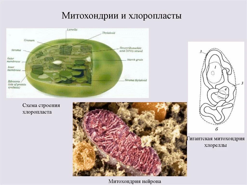 Митохондрии и хлоропласты. Строение митохондрии и хлоропласта. Хлорелла и митохондрия. Митохондрии у водорослей. Уровень организации хлоропласта