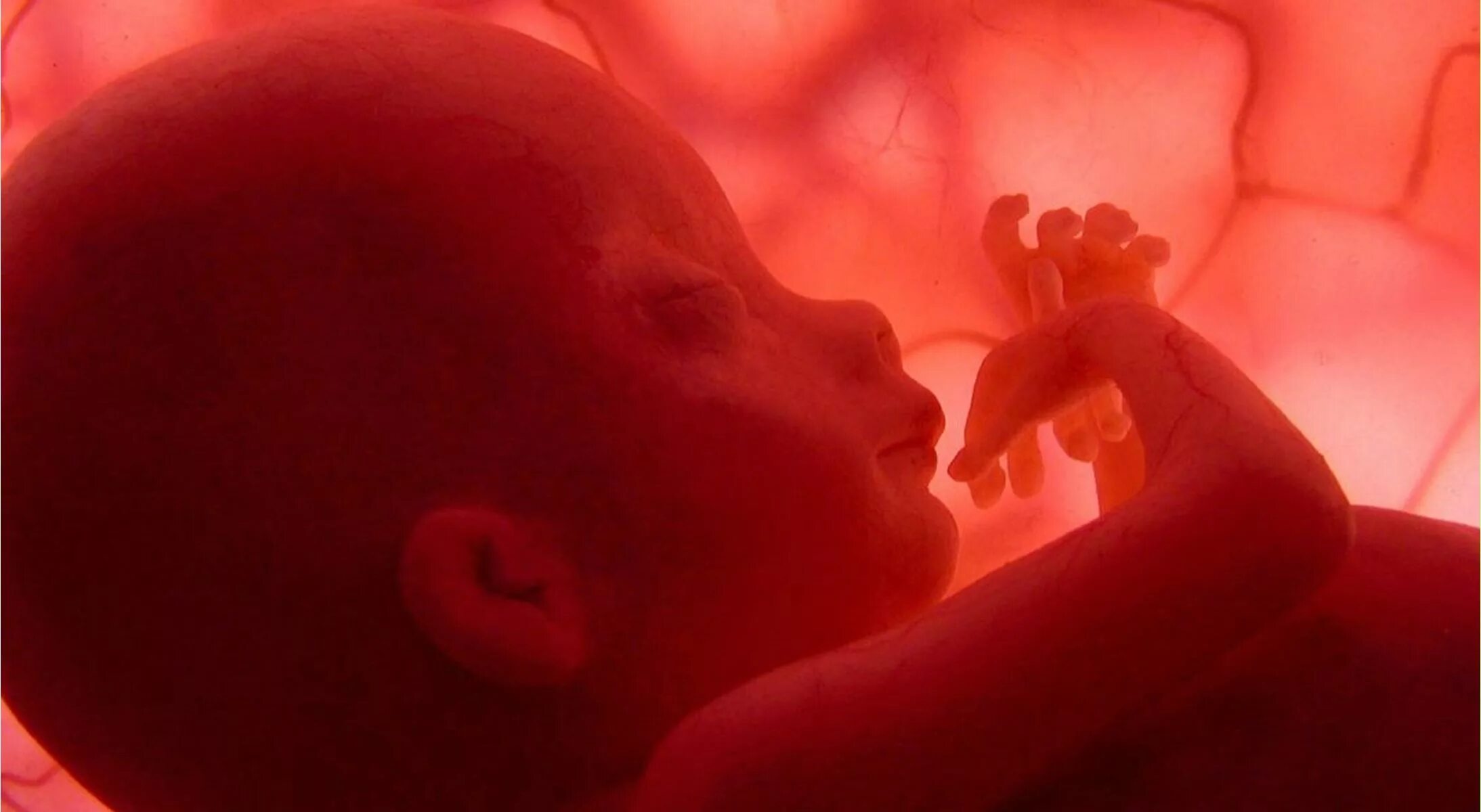 Внутриутробная жизнь ребенка. Младенец в утробе матери. Ребенок внутри матери. Rebenok v ugrobe materi.