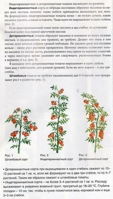 Что значит индетерминантный сорт томатов и детерминантный. Индетерминантный томат высота куста. Помидоры детерминантные и индетерминантные. Детерминантные томаты куст. Томат интердетерминантные сорта что это.