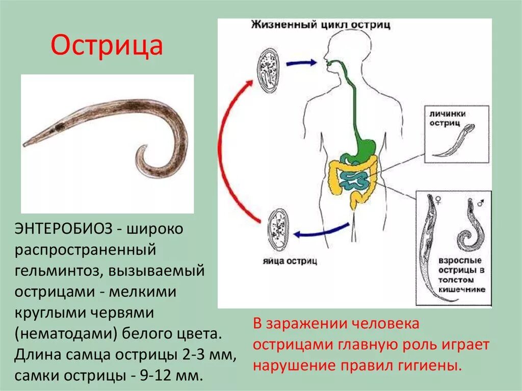 Круглые черви паразиты Острица. Тип круглые черви Острица. Пищеварительная система острицы. Цикл круглых червей биология 7.